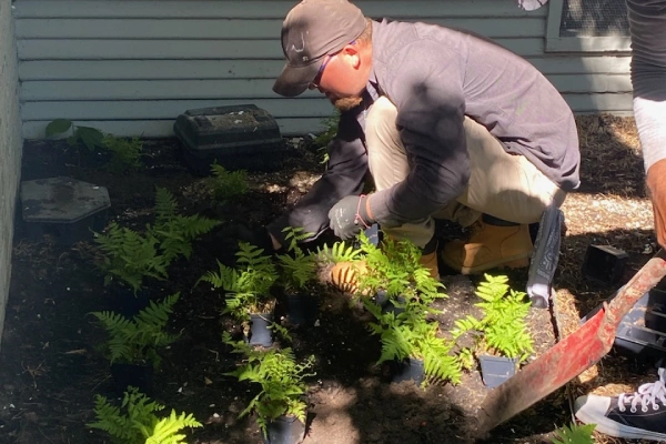 Tree Planting Services Tree Planting Services