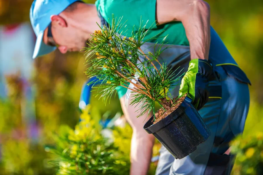 Common Tree Planting Mistakes and How to Avoid Them in Elmendorf, TX