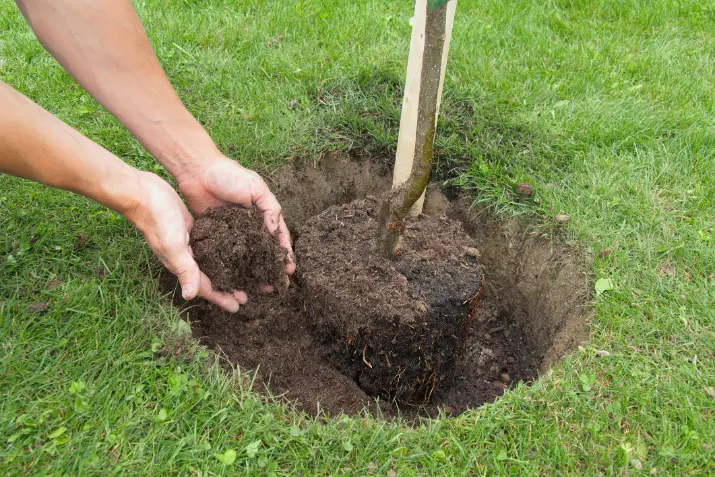 Common Tree Planting Mistakes And How To Avoid Them Elmendorf TX