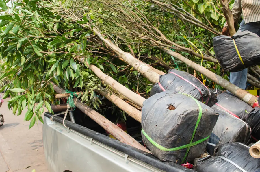 Expert Tree Planting Services Elmendorf TX
