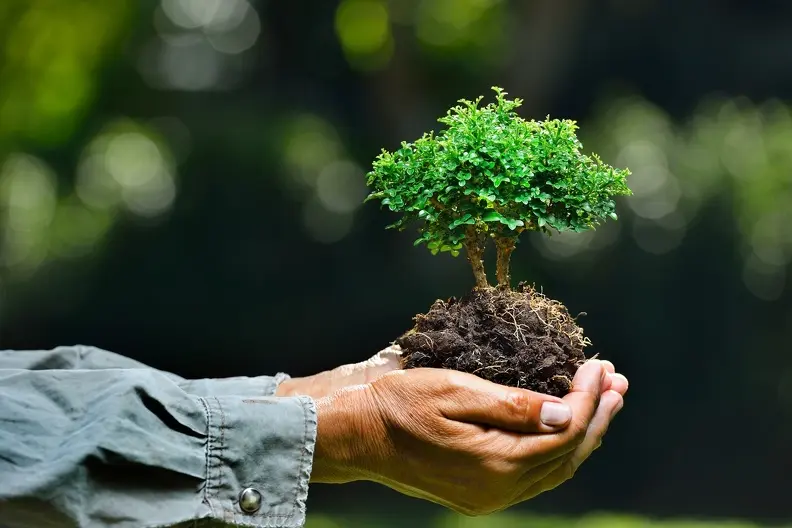 How To Properly Care For Newly Planted Trees Elmendorf TX
