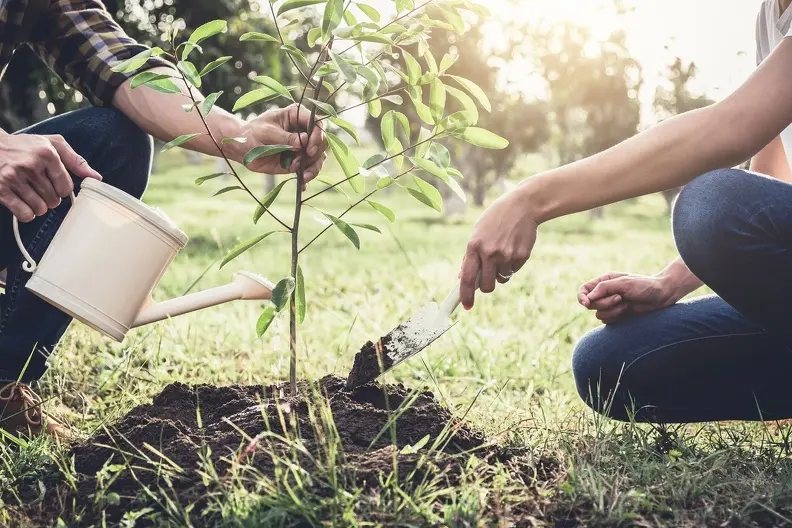 Local Tree Planting Services Elmendorf TX