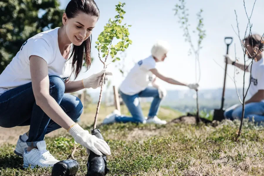 Premium Tree Planting Services Elmendorf, TX