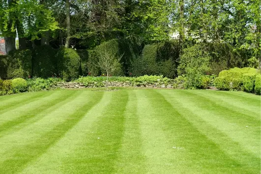 Professional Lawn Care Service Elmendorf TX